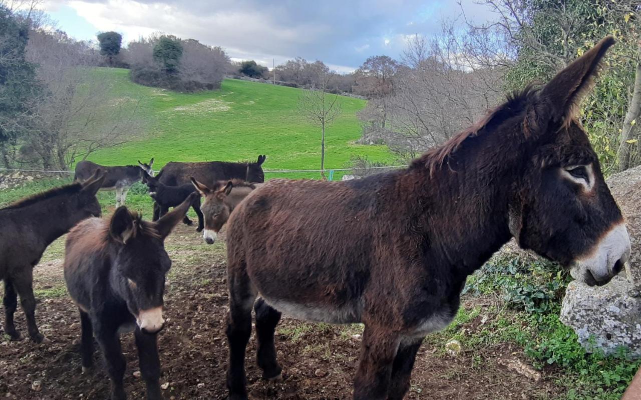 马丁纳弗兰卡Trullo Barratta别墅 外观 照片